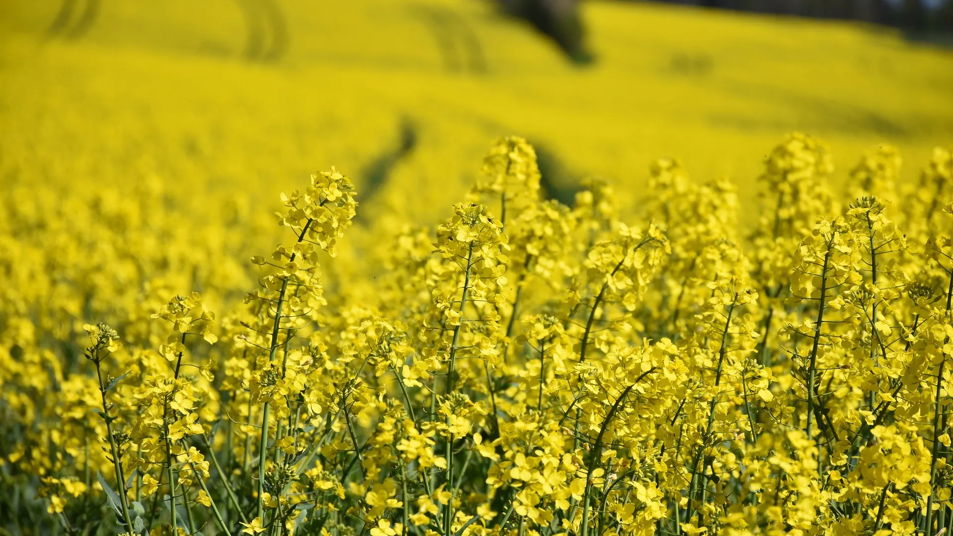 Rubrik_Landwirtschaft_Raps_c._Pixabay_oilseed-rape-1344370_1920